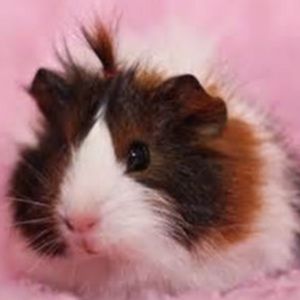 Meet your Posher, Layla